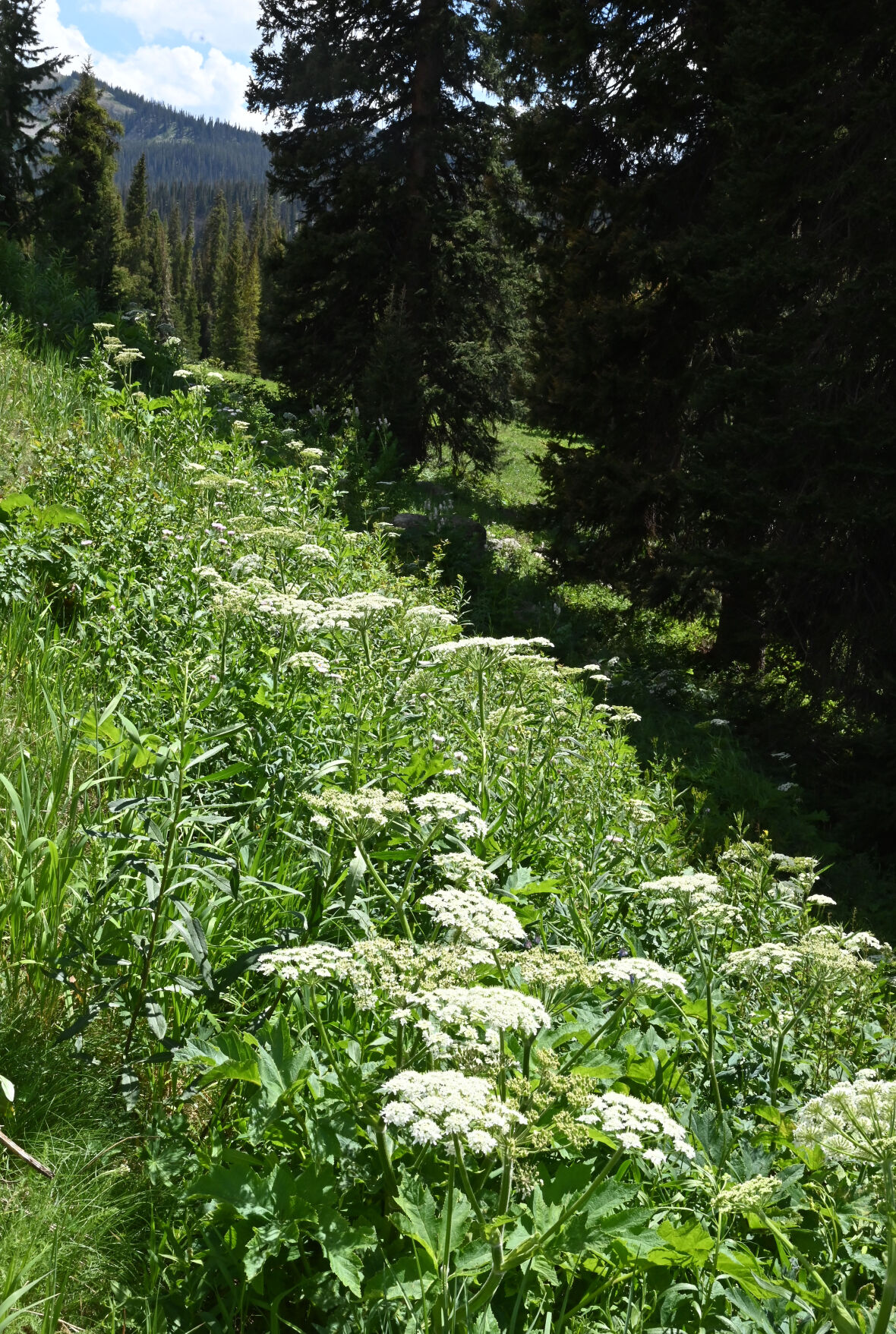 072420-news-wildflowers 14.JPG